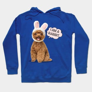 I Am A Rabbit | Poodles cute Hoodie